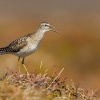 Vodous bahenni - Tringa glareola - Wood Sandpiper 4686